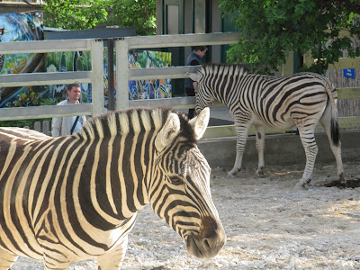 zebră zoo Chișinău