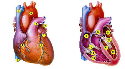 diagram of the human heart