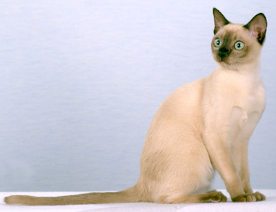 Tonkinese Cat