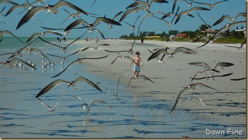 Sanibel Shell and birds_175