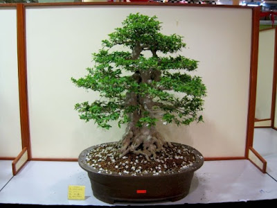 Bonsai Anting Putri Mempesona