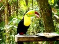 Toucan - Belize Zoo