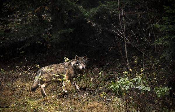 Bretagne : Plus De Cent Ans Après Sa Disparition, Le Loup Bientôt De Retour ?