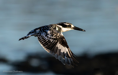 Copyright Vernon Chalmers: Birds in Flight Photography Canon EOS 7D Mark II - Woodbridge Island Cape Town