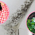 The All-Natural Spray That Effectively Removes Household Mold