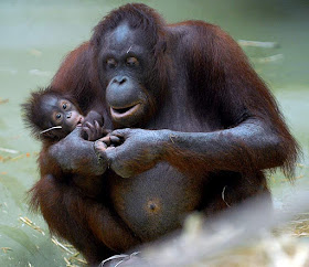 orangutan classification