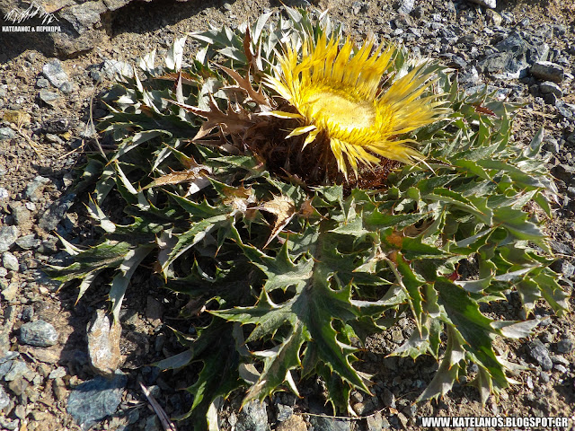 Carlina acanthifolia subsp. utzka