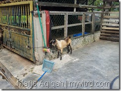 Kambing aqiqah 2