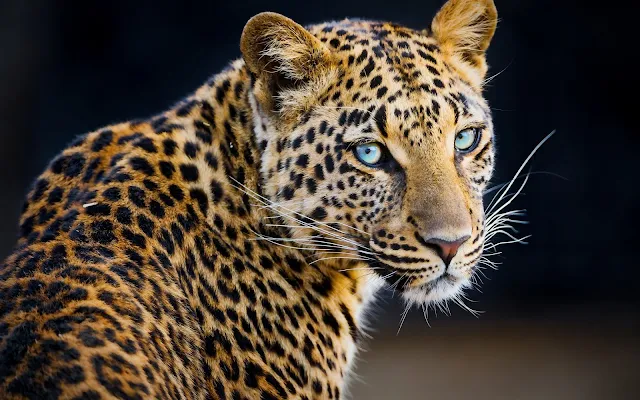 Leopard Wallpaper