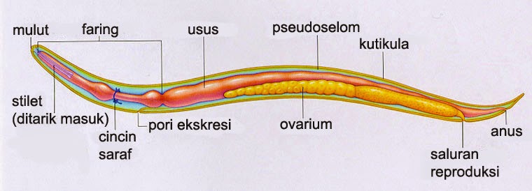 Filum Nemathelminthes Info Pendidikan dan Biologi