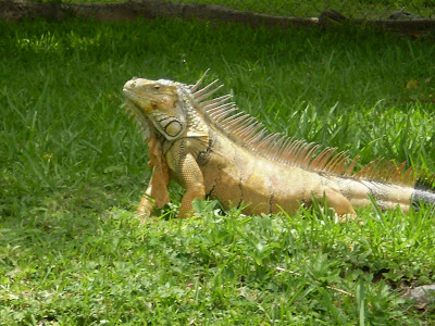 A male iguana showing off his 2011