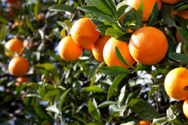 Δωρεάν διανομή πορτοκαλιών στην Αμφιλοχία 