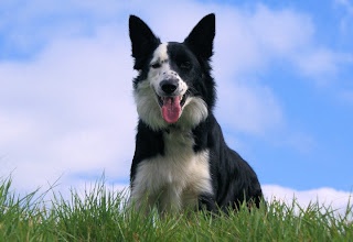 border collie pets dog puppy puppies scotch wallpaper