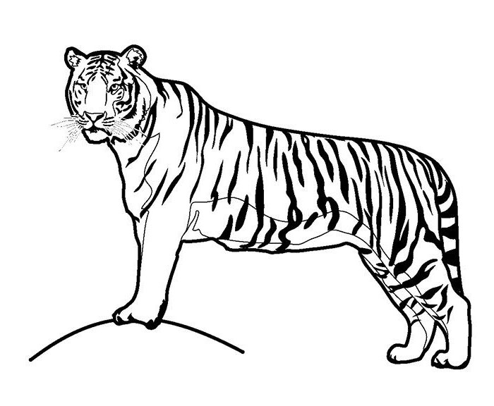 beautiful tiger coloring page