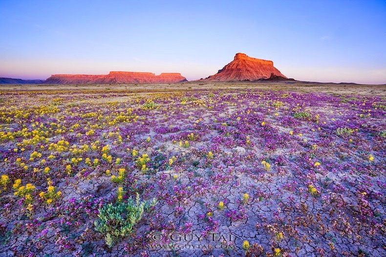 colorado-wildflowers-1