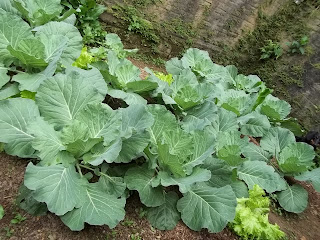 Compostagem, Horta e coleta seletiva