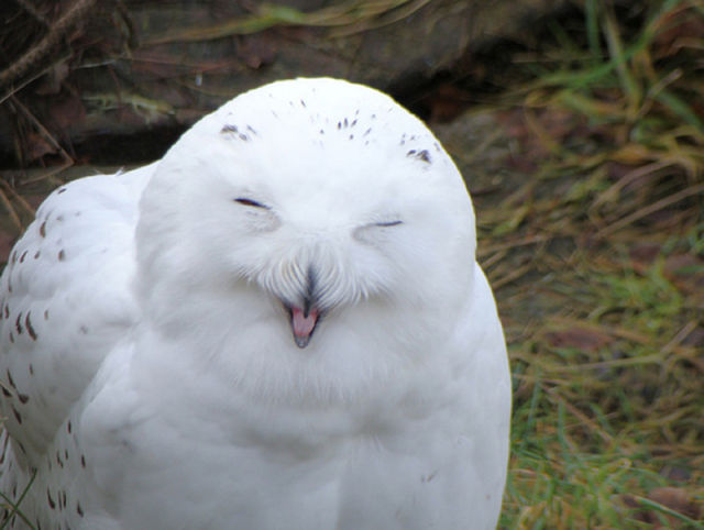 burung hantu