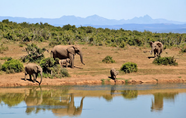 elefanti-safari