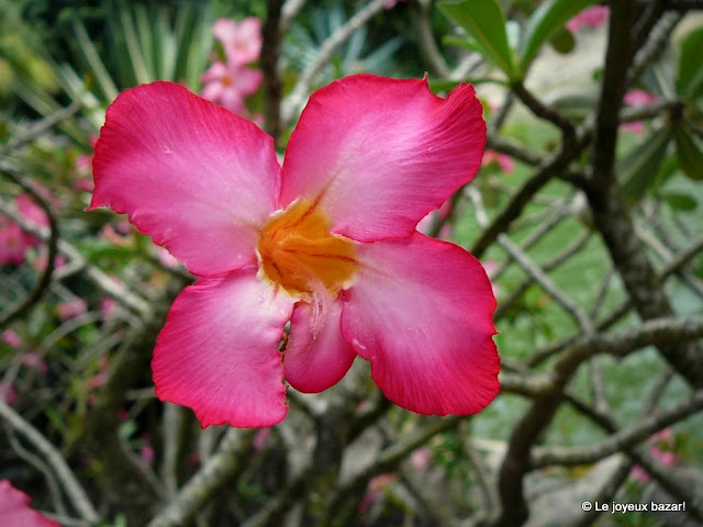 Guadeloupe  - jardin botanique des Deshaies