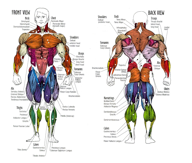 basic anatomy