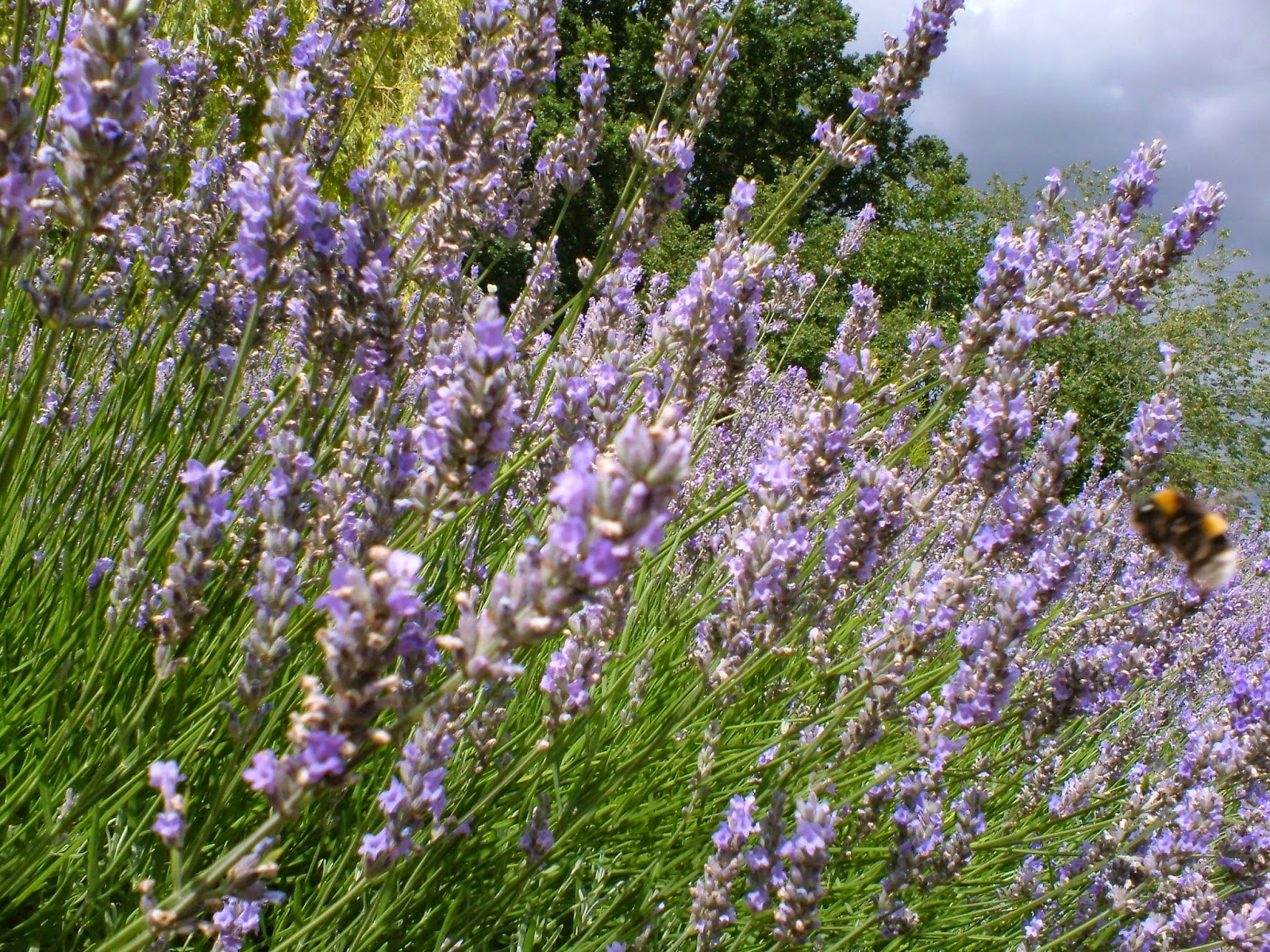 Lavender Prune A How Plant To