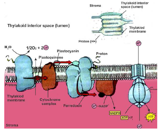 FSc Biology Part 1 XI 11th Chapter 11 Bioenergetics Notes Long Questions fscnotes0