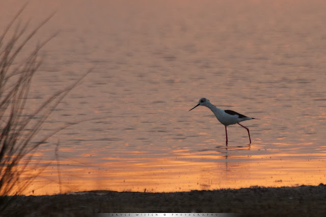 Steltkluut - Black-winged Stilt - Himantopus himantopus