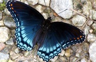 Red-Spotted-Purple-Butterfly-1