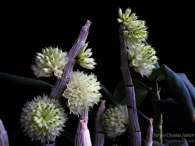 Orquídea Dendrobium purpureum album