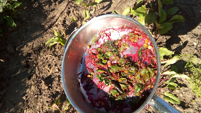 at this angle the beet juice kindof looks like blood. Picture taken over garden, dirt and plants beneath the frame.