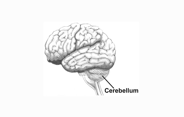 Pengertian, Struktur dan Fungsi Cerebellum