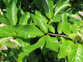 chestnut leaves