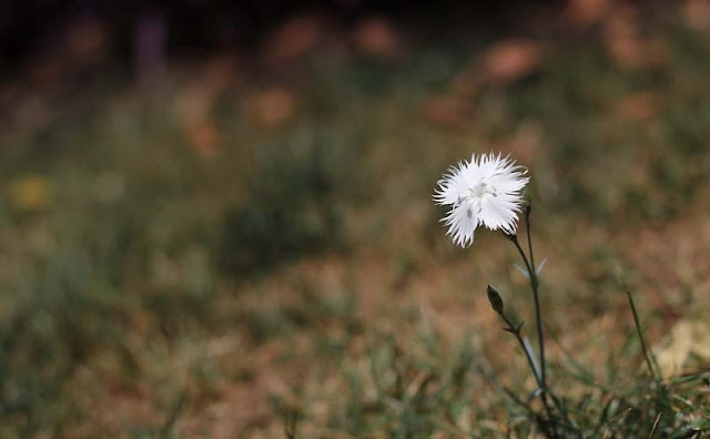 Dianthus Plumarius Flowers Pictures