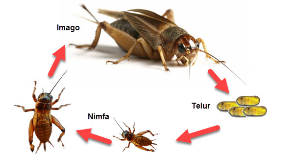 Metamorfosis Pada Beberapa Jenis Hewan  Mikirbae com