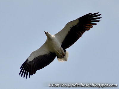 White-bellied Sea Eagle (Haliaeetus leucogaster)