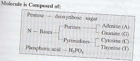 DNA Molecule 