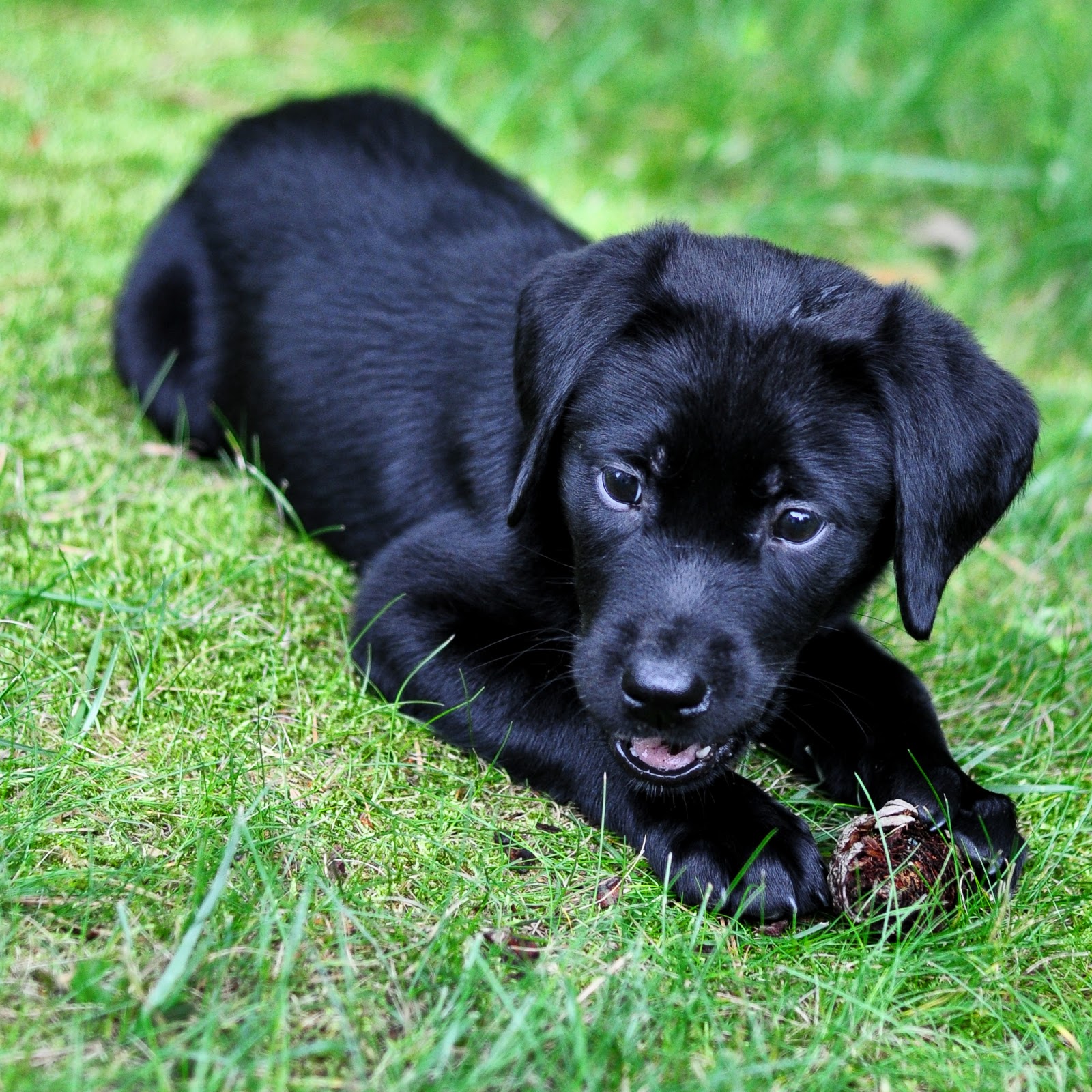  Cute  Puppy Dogs  black  labrador retriever puppies