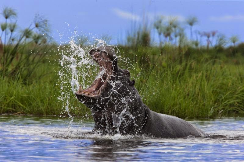 voyage namibie botswana