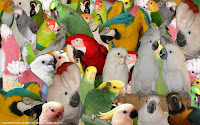 Harga Sepasang Burung,African Grey,Macaw Scarlet,Macaw green wings,Blue and Gold