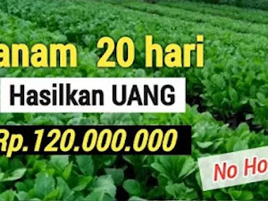 Berikut 7 Tanaman Yang Sangat Cepat 20 Hari Sudah Panen