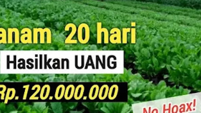 Berikut 7 Tanaman Yang Sangat Cepat 20 Hari Sudah Panen