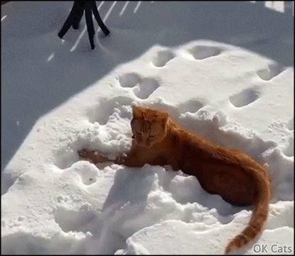 Funny cat GIF • Ginger cat playing like crazy in snow and with snow [ok-cats.com]