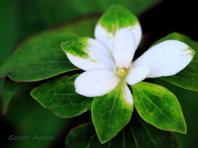 Houttuynia cordata