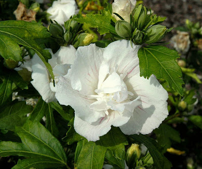 Hibiscus lady stanley