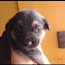 Cachorritos Buscan Dueño
