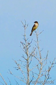 8. eastern phoebe-kab