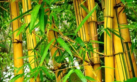 Ciri Khusus 6 Jenis Bambu dan Fungsinya Manfaatnya 