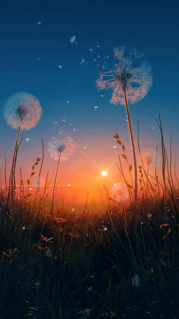 4k iPhone Wallpaper: Dandelions Flowers with Sunset Background