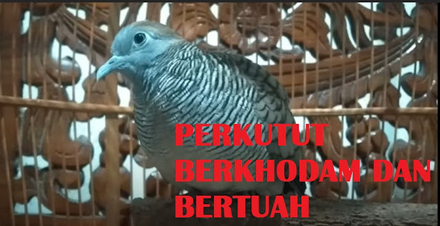 Ciri Perkutut Berkhodam dan Bertuah