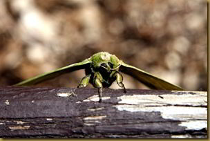 Giant green moth thing